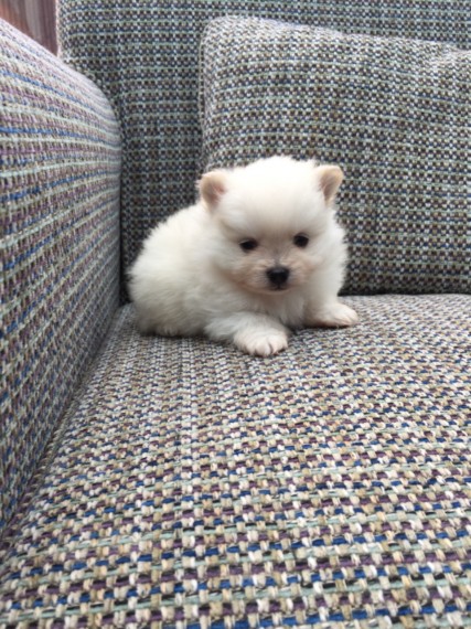 Regalo volpino di pomerania italiano CUCCIOLI  Adorabili volpino di pomerania cuccioli femminucce e 