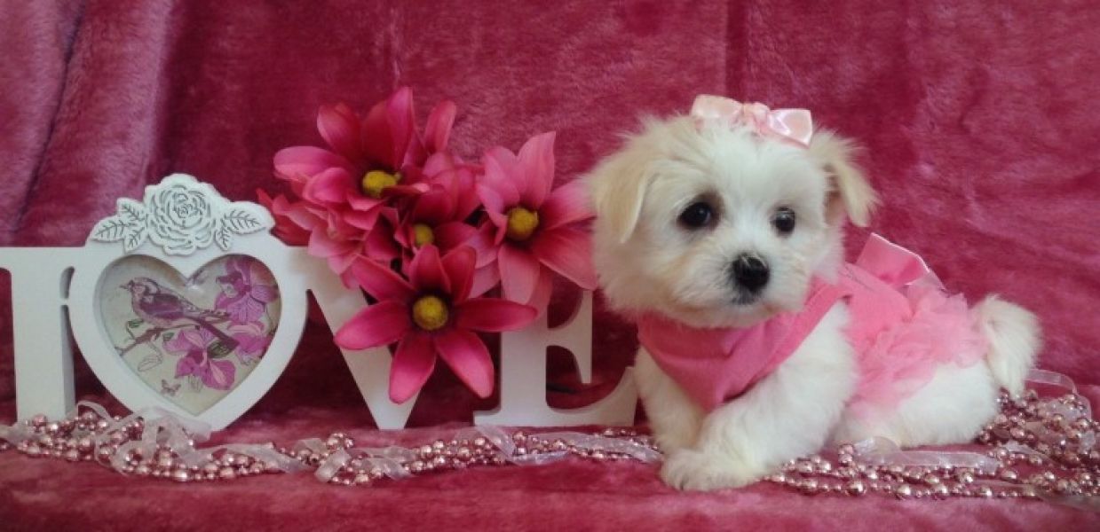 Affascinanti cuccioli maltesi in adozione