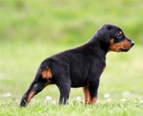 Cuccioli di australiano pastore femminucce e maschietti disponibili per l'adozione