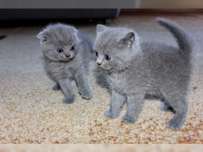 BRITISH SHORTHAIR,  (IN REGALO) Disponibili subito bellissimi gattini british shor