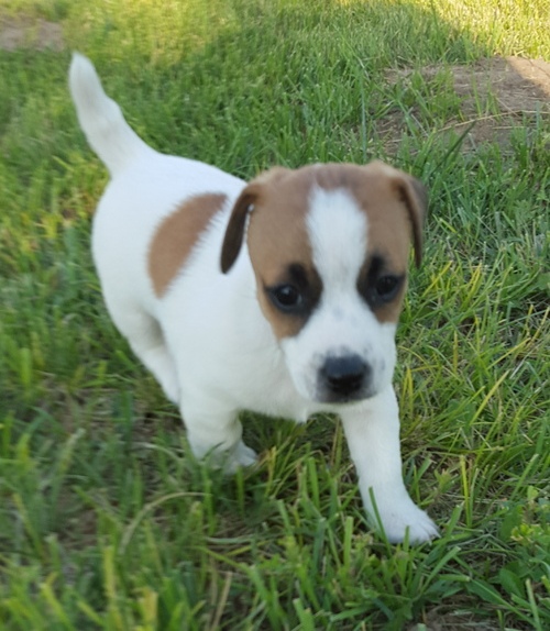 Cuccioli di jack russel ( per regalo )