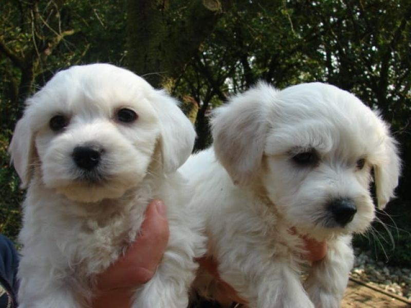 Molto bella e sani cuccioli di micro maltese per adozione maschi e femmine disponibili (gratis)  