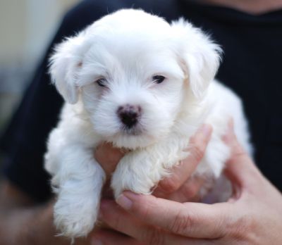 maltese toy per regalo