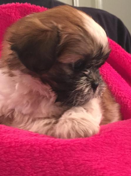 Abbiamo una bellissima cucciolata di SHIH-TZU trcolore.
