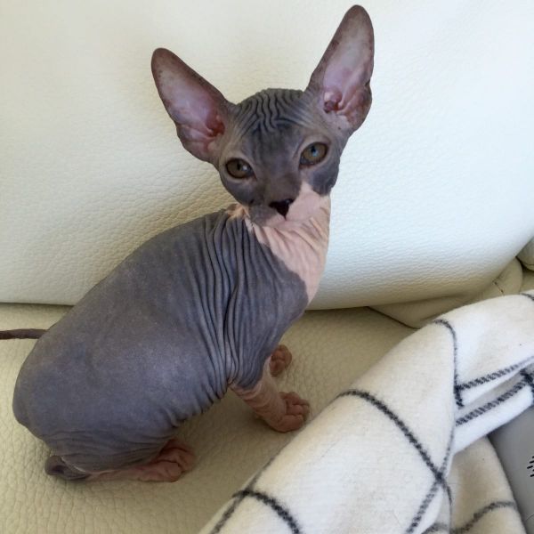 Gattini di Sphynx   ( per regalo )