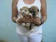 Disponibili bellissimi cuccioli di akita-inu  Disponibili bellissimi cuccioli di akita-inu