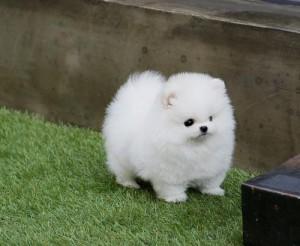 Regalo cuccioli di Volpino di Pomerania maschi e femmine disponibili