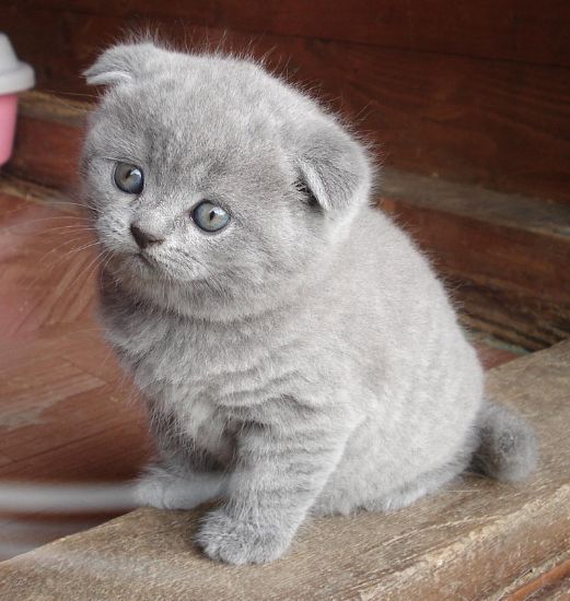 (GRATIS) Gattini scottish fold femmina e maschio whatsapp..+33753224588