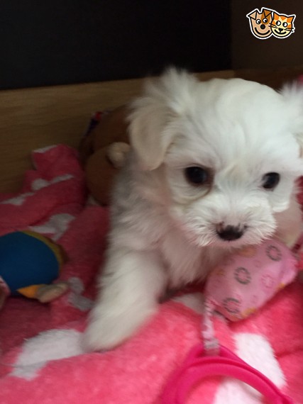 Regalo cuccioli di maltese per l'adozione disponibili
