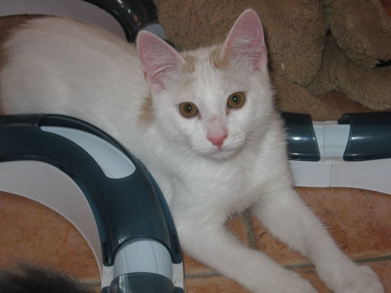 Candido cucciolo morbidoso