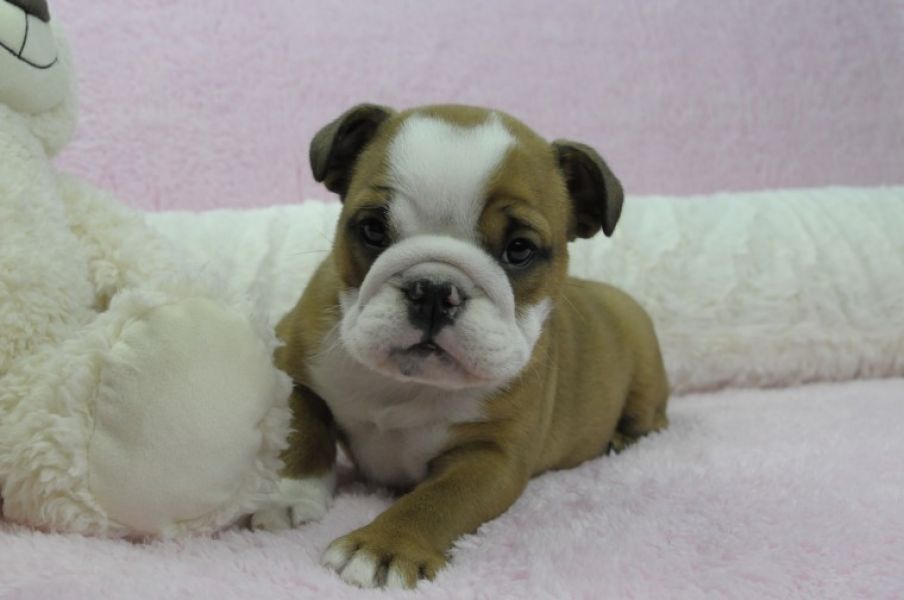 Regalo Bulldog inglese cuccioli disponibili