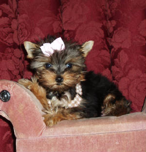 Bella Piccoli Teacup Yorkshire Terrier cuccioli gratis