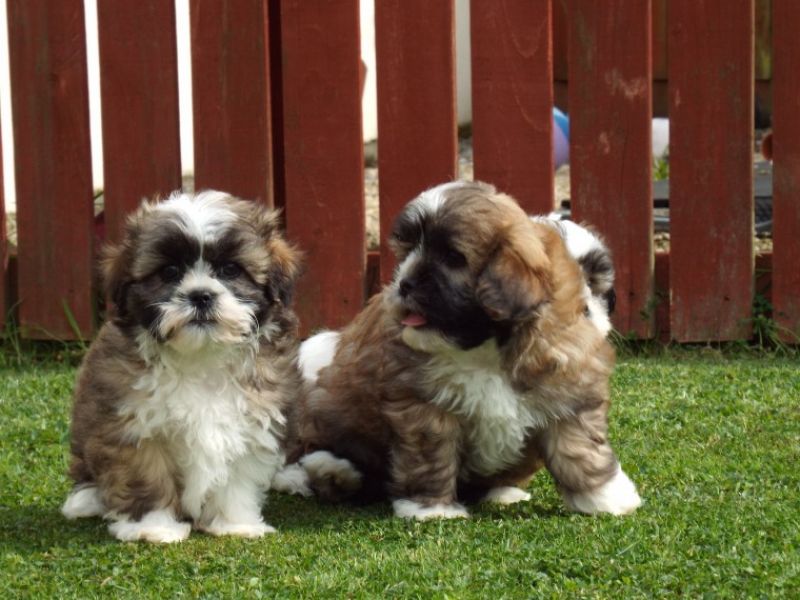 REGALO Cuccioli Shih Tzu