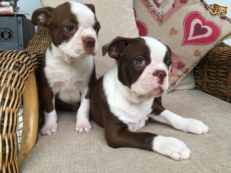 REGALO Cuccioli Boston terrier Maschio e Femmina