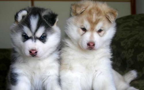 Due cuccioli di Siberian Husky disponibili
