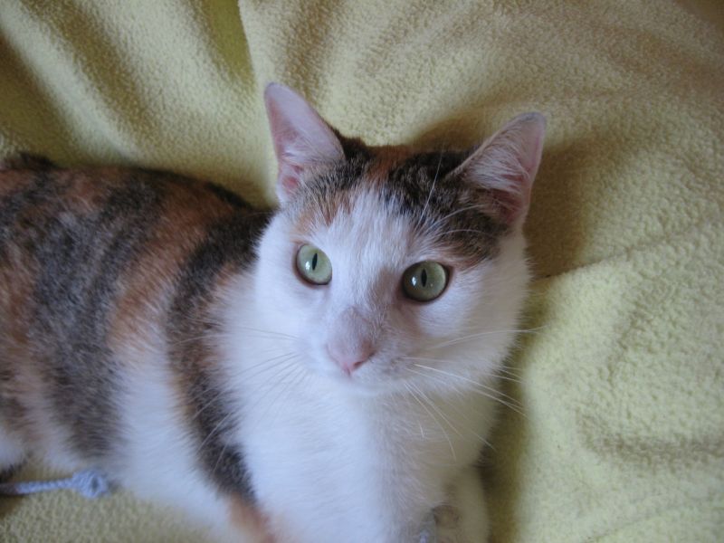 Mandorla, gattina speciale 