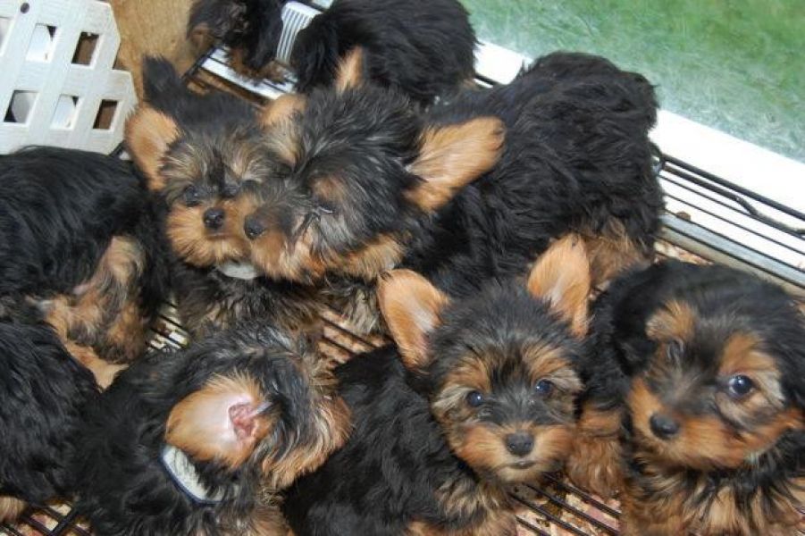 ..,Yorkie cuccioli