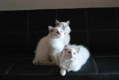 Ragdoll Cuccioli BluQueen