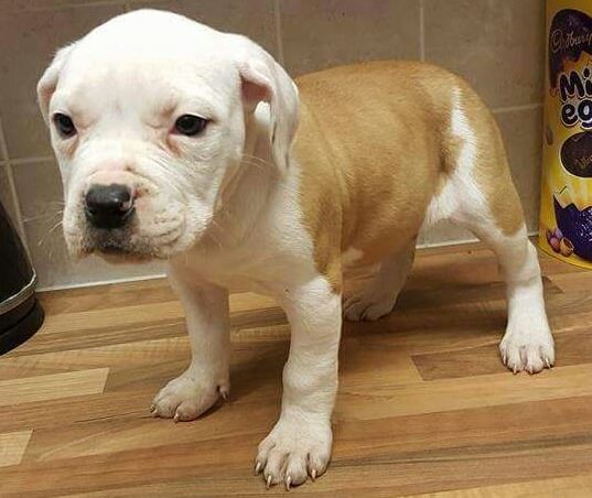 Regalo abbiamo cuccioli di Bulldog americano