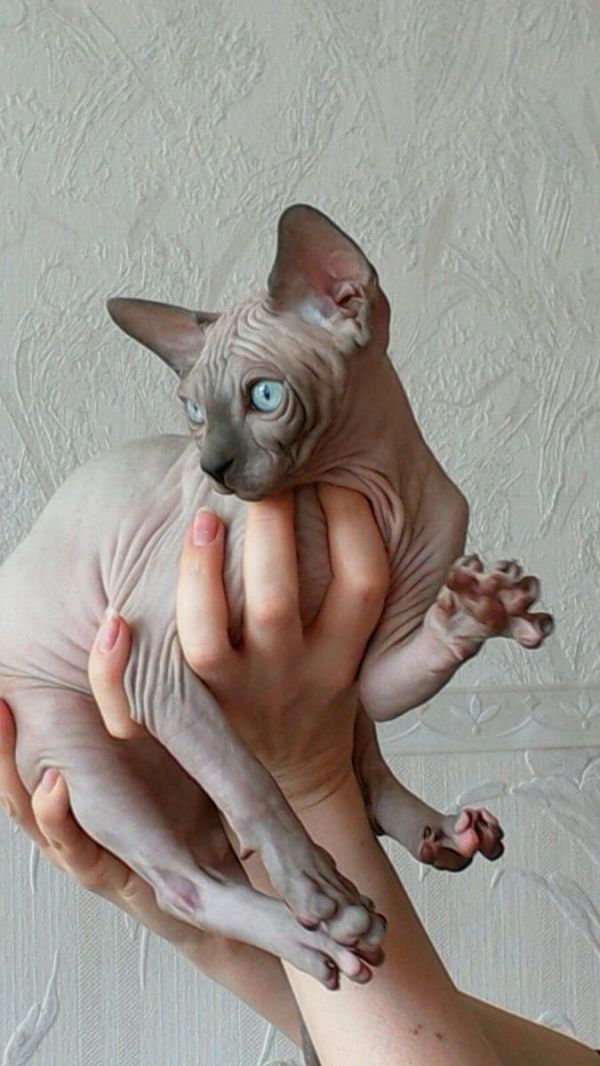 Molto bella e sani gattini Sphynx  per adozione maschi e femmine disponibili (gratis)