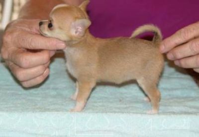 REGALO CUCCIOLI DI CHIHUAHUA TOY
