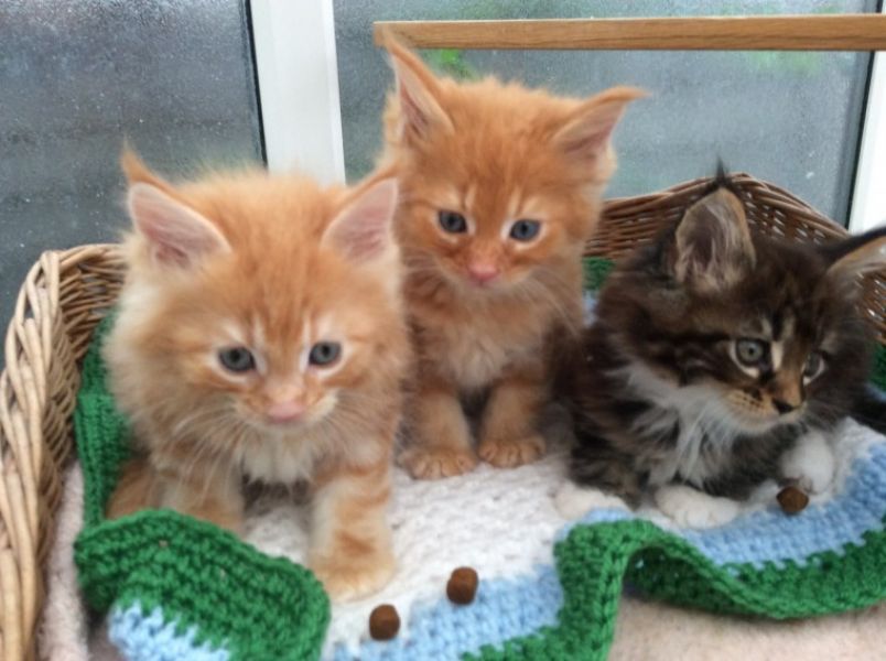 Maine coon gattino disponibile