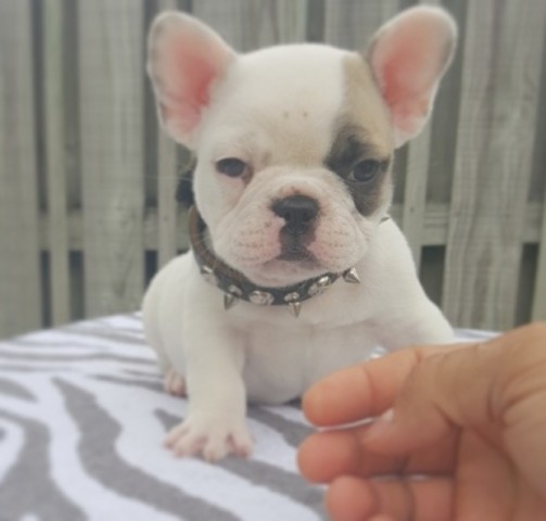 Bouledogue #### bulldog francese cuccioli disponibili#####