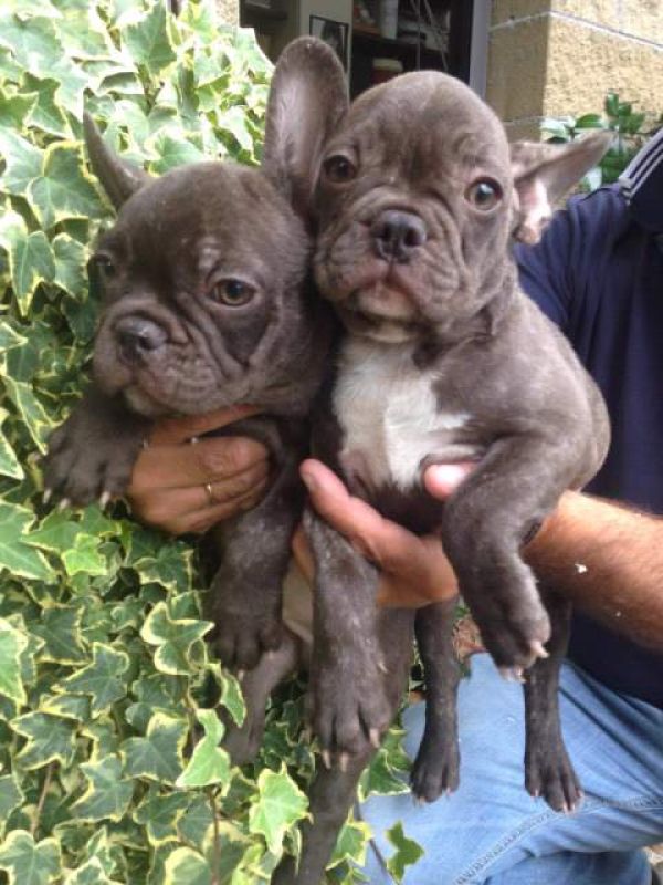 Cucciole di bulldog francese!!