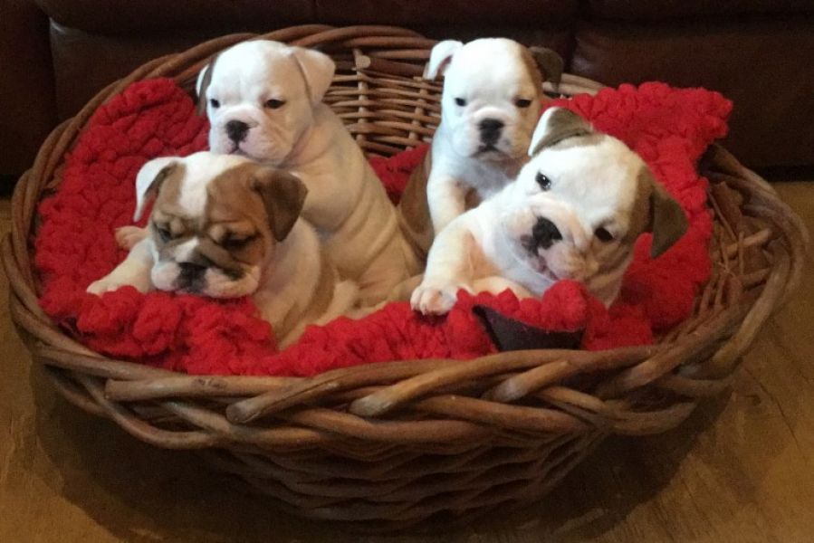 Regalo Bulldog inglese cuccioli disponibili