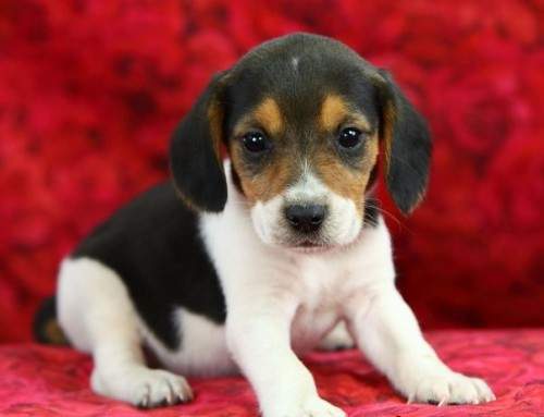 Adorabili cuccioli di beagle femminucce e maschietti disponibili per l'adozione