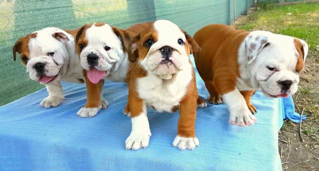 Cuccioli di bulldog inglise per adozione ( regalo )
