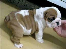 Splendidi Cuccioli di Bulldog Inglese
