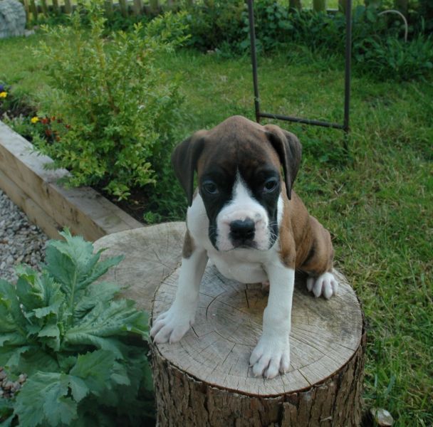 Boxer italiani