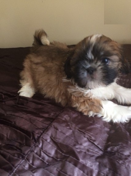 Regalo cuccioli di shitzu