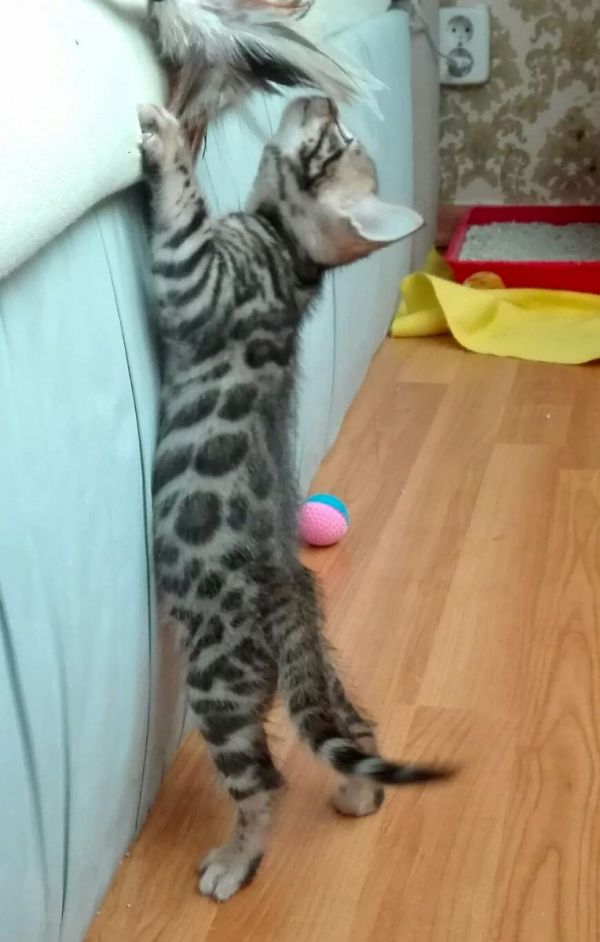  gattini di bengala  per adozione ( maschio e femmina )