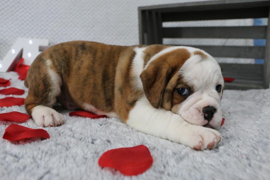 Cuccioli di Bulldog maschi e femmine