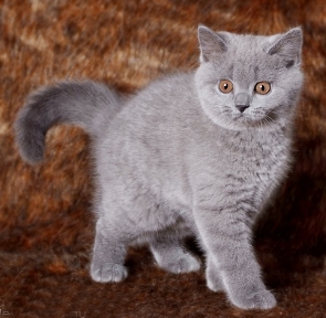 Gattino British in vendita 