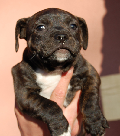 American Staffordshire Bull Terrier 