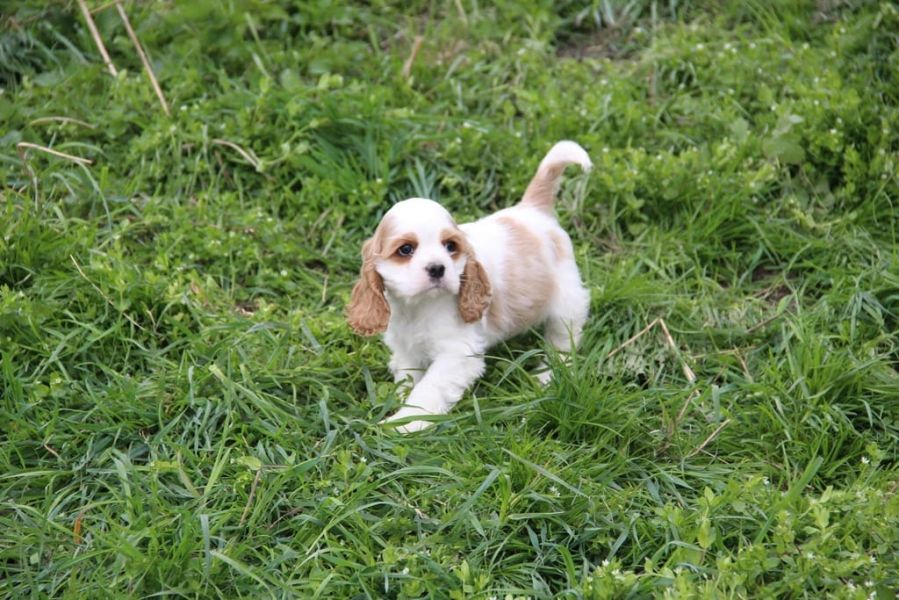  cuccioli di cocker-spaniel   per adozione ( regalo  )