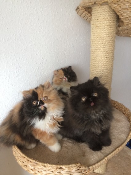 Belle gattini persiano