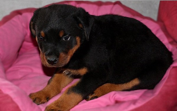 Cucciolo di rottweiler di alta genealogia