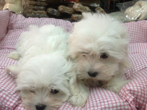 MALTESI toy e mini cuccioli 