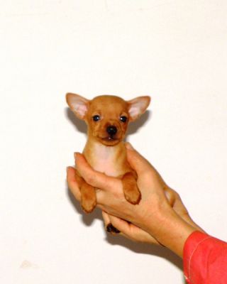 Cuccioli italiani veramente piccoli,ottima salute.