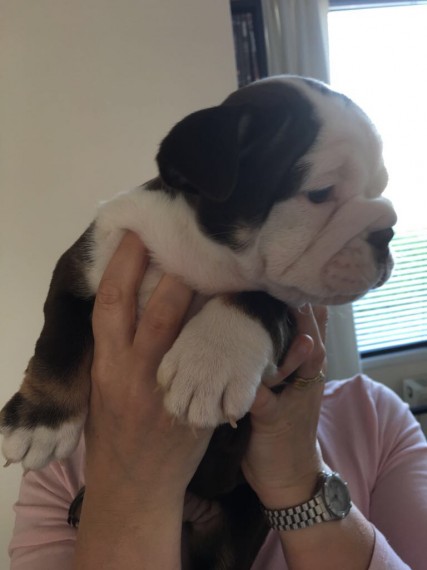  Regalo Bulldog inglese cuccioli disponibili