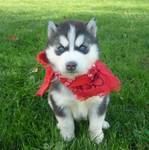 Siberian Husky di adozione 