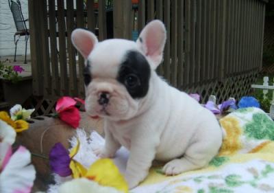  regalo cuccioli di Bulldog Francese disponibili per l'adozione