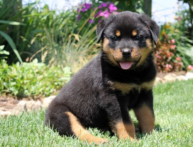 Molto bella e sani cuccioli di ROTTWEILER  per adozione maschi e femmine disponibili (gratis) 
