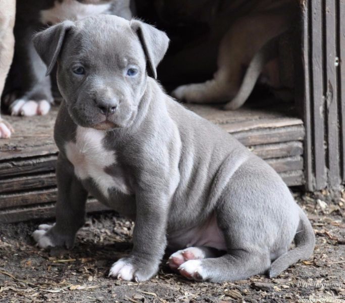   cuccioli di pitbull  per adozione ( maschio e femmina )