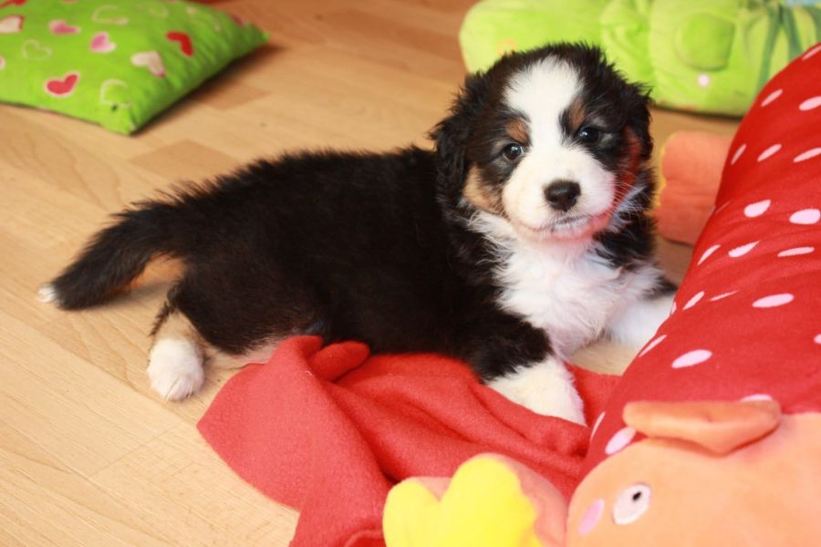Voglio ri-casa il mio cucciolo di australiano pastore  di pura razza