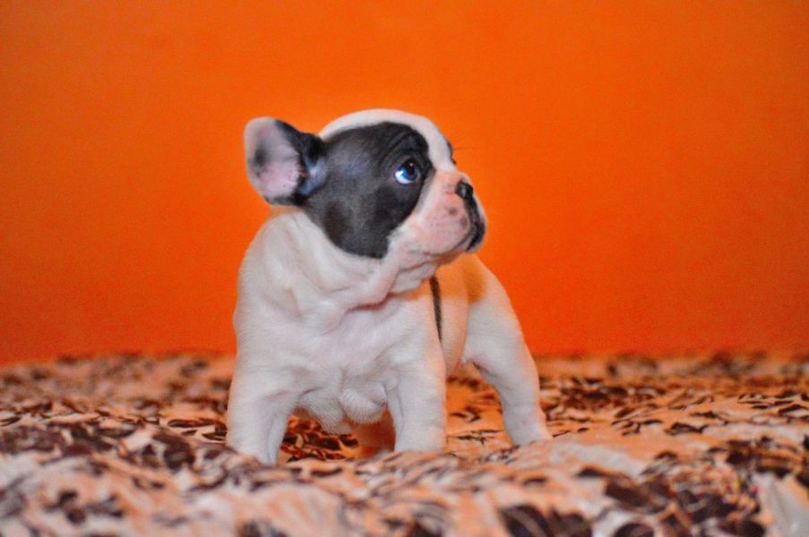  cuccioli di Bulldog Francese  ( Gratis )